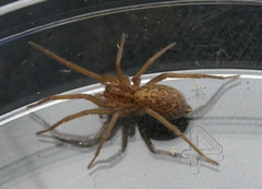 Eratigena agrestis