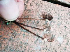 Ascalobyas albistigma