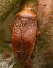 Agnocoris