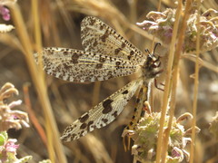 Palpares hispanus