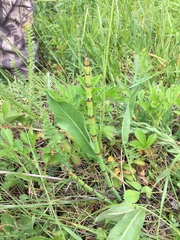 Equisetum × moorei