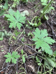 Geranium sibiricum