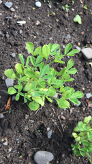 Trigonella foenum-graecum