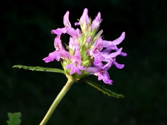 Betonica officinalis