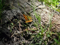 Polygonia satyrus