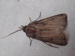 Agrotis clavis