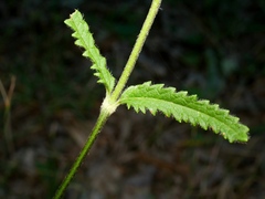 Betonica officinalis