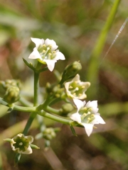 Thesium divaricatum