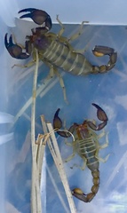 Uroctonites huachuca