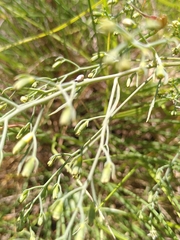 Thesium divaricatum