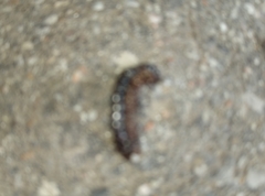 Acronicta rumicis
