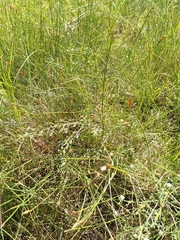 Thesium divaricatum