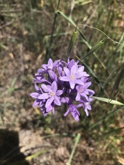 Dichelostemma