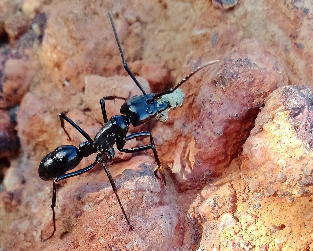Dinoponera quadriceps