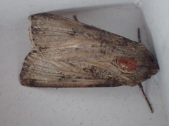 Agrotis clavis