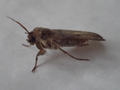 Agrotis clavis