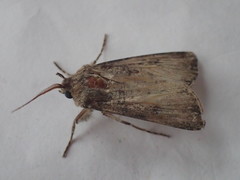 Agrotis clavis