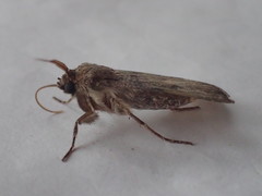 Agrotis clavis