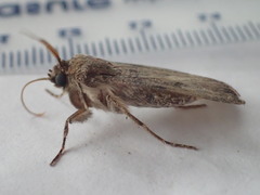 Agrotis clavis