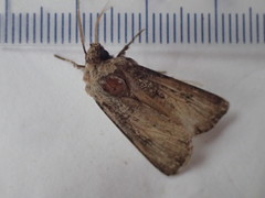 Agrotis clavis