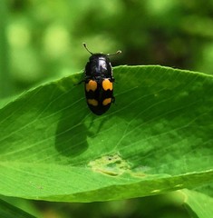Glischrochilus grandis