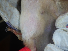 Epomophorus gambianus