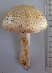 Saproamanita foetidissima