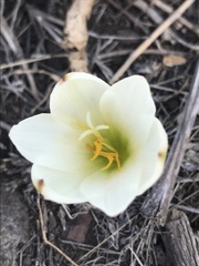 Zephyranthes concolor