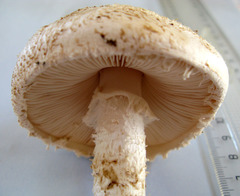 Saproamanita foetidissima