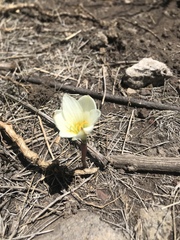 Zephyranthes concolor