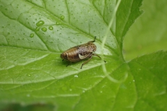 Bathysmatophorinae