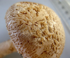 Saproamanita foetidissima