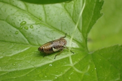 Bathysmatophorinae