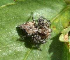 Oxyopes scalaris