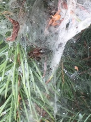 Agelena labyrinthica