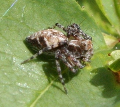 Oxyopes scalaris