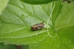 Bathysmatophorinae
