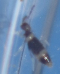 Entomobrya clitellaria