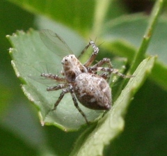 Oxyopes scalaris