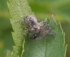 Oxyopes scalaris