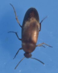 Anaspis rufa