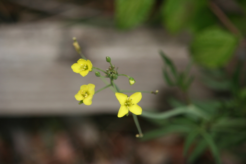 Perennial Wall-rocket from Widnes, UK on June 6, 2020 at 12:36 PM by ...