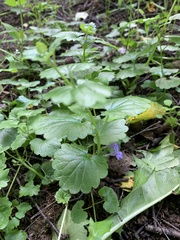 Glechoma hederacea