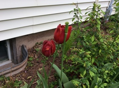 Tulipa