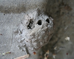 Sceliphron caementarium