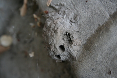 Sceliphron caementarium