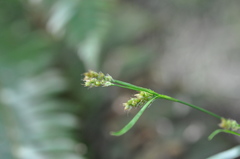 Luzula multiflora