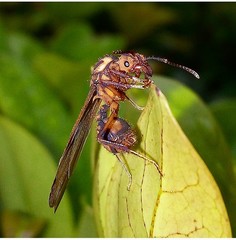 Acromyrmex coronatus