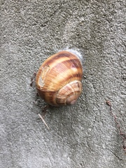 Helix lucorum
