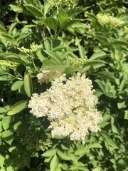 Sambucus nigra